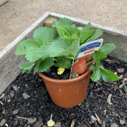 Strawberry 'Tarpan'